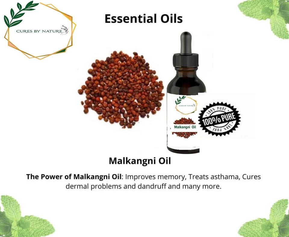 CURES BY NATURE pure Malkangni Seeds/ Oil – Jyotishmati – Celastrus Paniculatus malkankni seeds