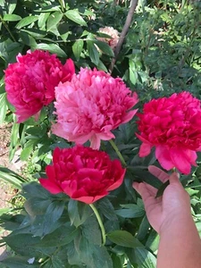 Peony Plant Root "Golden Angel " with 3-5 eyes (not seeds) - Picture 1 of 3