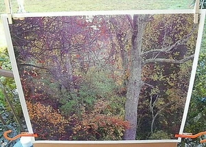 "HERMOSA IMAGEN FOTOGRÁFICA DE ÁRBOLES DE OTOÑO EN KODAK DIGITAL PROFESIONAL 20"" X 24,5" - Imagen 1 de 6