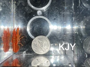 Pregnant Dwarf Mexican Orange Crayfish (CPO) - Picture 1 of 2
