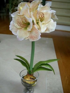 Kunstblumenmuster golden weiß Amaryllis mit purpurroten Adern Glasvase Steingarten 23" - Bild 1 von 9