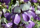 Chinese House Flower Seeds Free Shipping 100 Fresh Seeds Purple