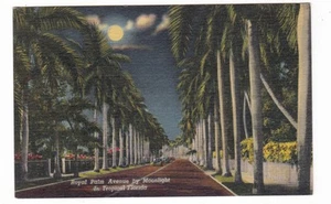Florida vintage postcard / Royal Palm Avenue by moonlight - Bild 1 von 2
