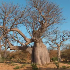 Adansonia Digitata - 10 Seeds - Upside Down Baobab Tree - Picture 1 of 1