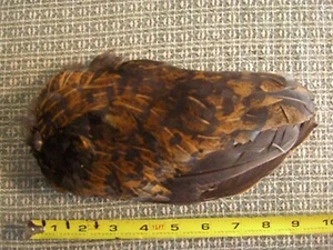 Intakter rechter Flügel eines schwarzen geschlechtsspezifischen Huhns - heidnisch, New Age, nativ (#I395) - Bild 1 von 2