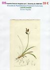 XIX me - LACHE RIGIDE (Carex Rigida) Superbe Gravure de 1809/1841