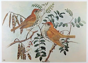 Rex Brasher Bird Print, Wood Thrush on locust branch, 16x12 in. - Picture 1 of 3