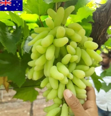 120 Green Finger White Grapes Seeds Tree Vine RARE grape Seed Big Fruit Heirloom - Image 1 of 3