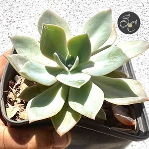 14 cm suculenta🌵 PREMIUM🌵 ECHEVERIA MAGIC RED🌵 🌵planta adulta MADRE - Imagen 1 de 2