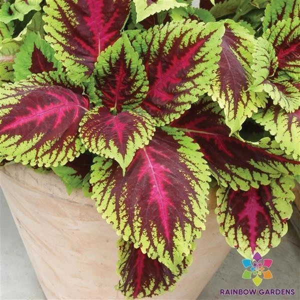 25 + Kong Rose Coleus 种子用于花园种植 - 美国 - 免费送货! — 第 1/1 张图片