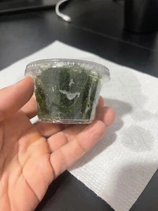 BUY 2 GET 1 FREE Pilo Moss 4oz Cup Portions Live Freshwater Aquarium Plants - Picture 1 of 5