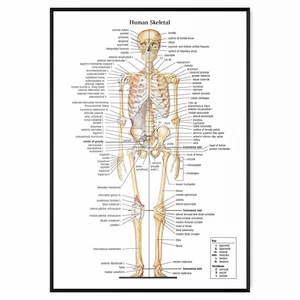 Skeleton Poster Skeletal Human Body Educational Science Anatomy A5 A4 A3 A2 A1 - Picture 1 of 10