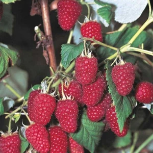 5 Raspberry Plants "Heritage"Everbearing(5 Lrg Dormant Bare Root Canes)Zone: 5-8 - Picture 1 of 9