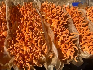 USA GROWN CORDYCEPS MUSHROOM EXTRACT POWDER 4oz - Picture 1 of 7
