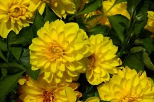 Yellow Dahlia Tubers Bulbs 1Kg or 14 Tubers Fresh Stock - Picture 1 of 6