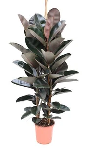 Gummibaum bis 200 cm 3 Pflanzen im Topf Ficus elastica Abidjan Zimmerpflanze - Bild 1 von 1