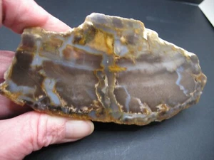Colorado Petrified Wood ** Polished Specimen * 14 oz * 5 Inch Polished Face - Picture 1 of 9