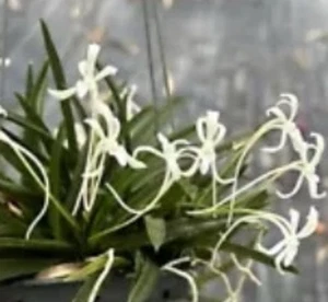 Neofinetia Falcata white Alba Mini vanda type 9 Plant growth - Picture 1 of 7