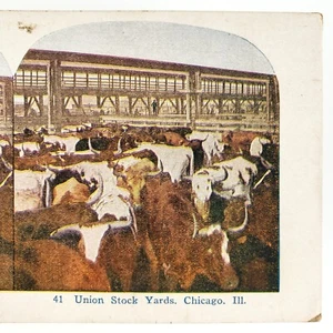 Chicago Union Stock Yards Stereoview 1920s ganado vacas matadero patio N451 - Imagen 1 de 4