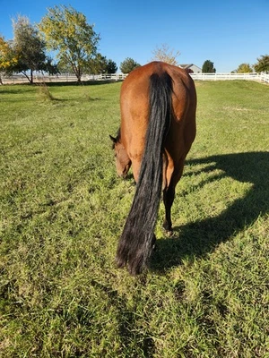 Real Horse Hair Dark Brown Mix .Tail Extension 36” Woven 7.4oz - Image 1 of 3
