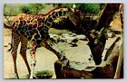 Giraffe Juvenile Drinking Water Vintage Postcard