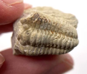 1.9 cm Calymene celebra trilobite fossil - Niagaran limestone - Picture 1 of 9