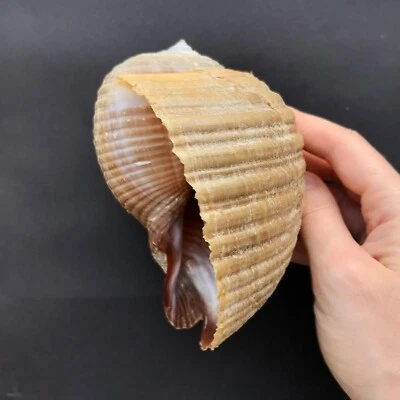 Tonna Galea Tun Seashell – Large Natural Sea Shell  I79 - Image 1 of 4