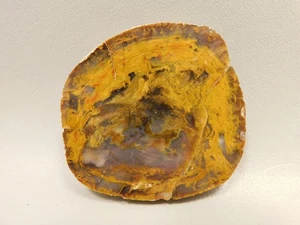 Petrified Wood Polished Round Rock Grassy Mountain Oregon #O104 - Picture 1 of 11