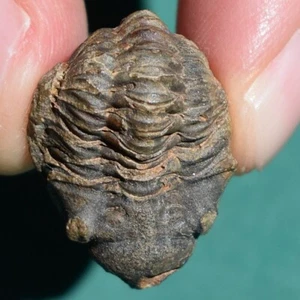 Very Rare Trilobite Fossil Schizostylus brevicaudatus Bolivia Belen Formation - Picture 1 of 13