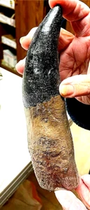 8 INCH LONG TYRANNOSAURUS REX TOOTH REPLICA FOSSIL T-REX DINOSAUR REPRODUCTION - Picture 1 of 9