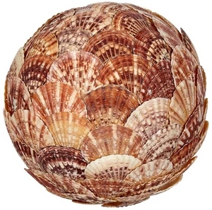 Pecten Lentious Shell Flat Orb 8" - Imagen 1 de 1