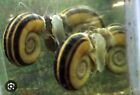 3 GIANT RAMSHORN SNAILS MARISA CORNUARIETIS SP. YOUNG ADULT BREEDING AGE AWESOME