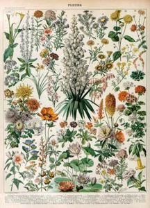 Póster de impresión de flores vintage Adolphe Millot, impresión de arte de pared botánico de flores - Imagen 1 de 4