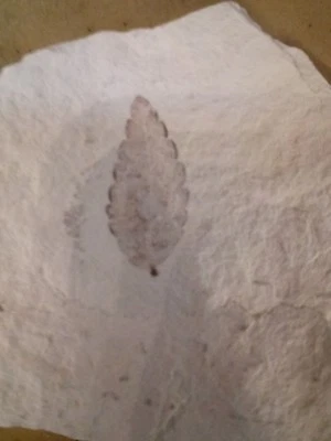 LEAF FOSSIL- Zelkova zelkovifolia - Miocene  Erdobenye - HUNGARY. Check ratings - Image 1 of 3