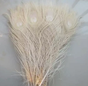 5pcs Cream Off White 23-27cm Peacock Eye Natural Feathers DIY Craft Millinery - Picture 1 of 8
