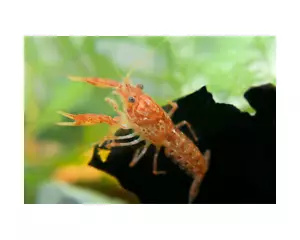 5 Mexican Dwarf Crayfish (CPO) LIVE **WE SHIP EVERY MONDAY** - Picture 1 of 5