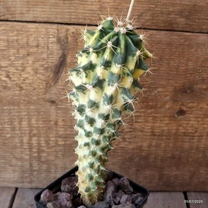 D4981 FEROCACTUS HYBRID VARIEGATED pot9-H22-W8 cm MaMa Cactus - Imagen 1 de 4