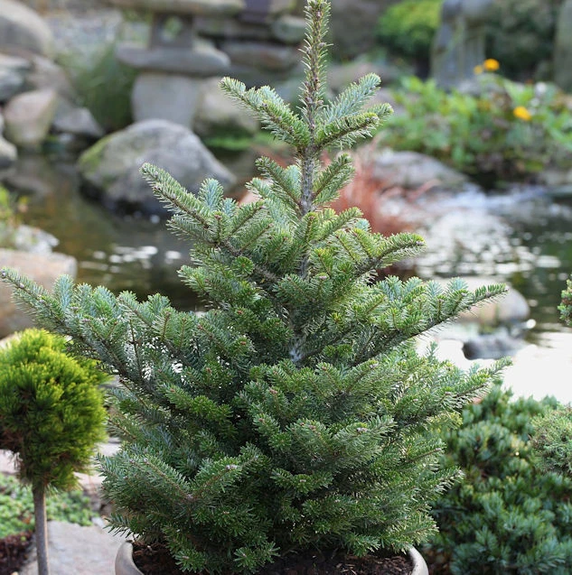 Koreatanne Molli 80-100cm - Abies koreana - Bild 1 von 1