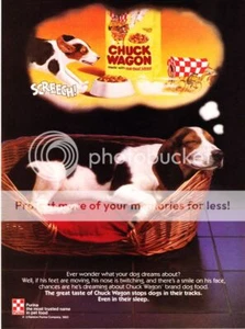 1983 Beagle Dog durmiendo/soñando en cama foto Purina Chuck Wagon anuncio impreso - Imagen 1 de 1