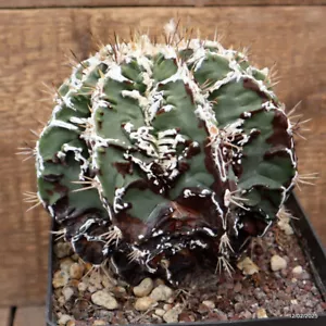 D3051 ASTROPHYTUM MYRIOSTIGMA X ORNATUM FUKURYU maceta 14-H14-W15 cm MaMa Cactus - Imagen 1 de 4