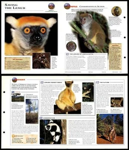 Saving The Lemur #5 Conservation - Wildlife Explorer Fold-Out Card - Picture 1 of 1