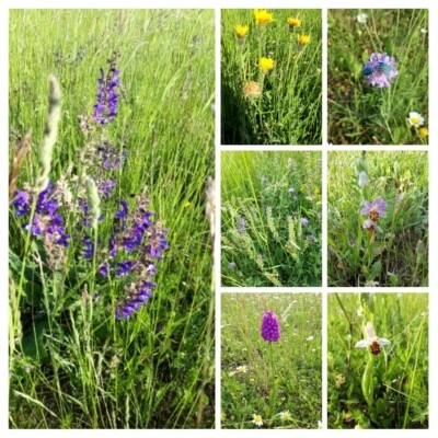 Bauerhof Eifelwiesen  Heupellets Heucops  - Bild 1 von 4