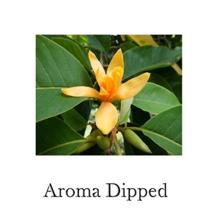 100 Incense Sticks 7'' Heavily Scented Quality Hand Dipped Charcoal  Sticks BULK - Picture 1 of 65