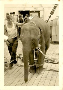 MANN MIT BABY ELEFANT, RPPC, VINTAGE POSTKARTE (AA38) - Bild 1 von 2