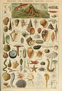 Adolphe Millot, Vintage Shellfish,  Marine Life Botanical Shells Print Poster - Picture 1 of 3