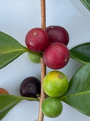 Myrciaria sp. Canelada - Image 1 of 4