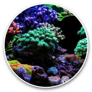 2 x Vinyl Stickers 15cm - Pretty Coral Reef Fish Aquarium #46197 - Picture 1 of 8