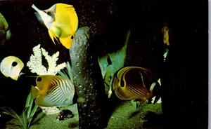 Vintage SeaWorld Sea World Postcard San Diego California CA Tropical Fish - Picture 1 of 3