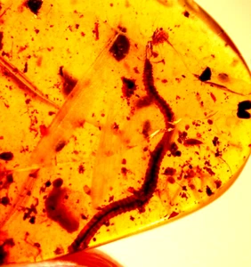 Schöner langer Tausendfüßler mit Larve in burmesischem Bernstein Fossil Dinosaurierzeit - Bild 1 von 14