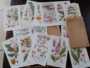 CPA PUBLICITAIRE PLANCHES DE BOTANIQUE 22 CARTES LABORATOIRE FUMOUZE DECO - Photo 1/6